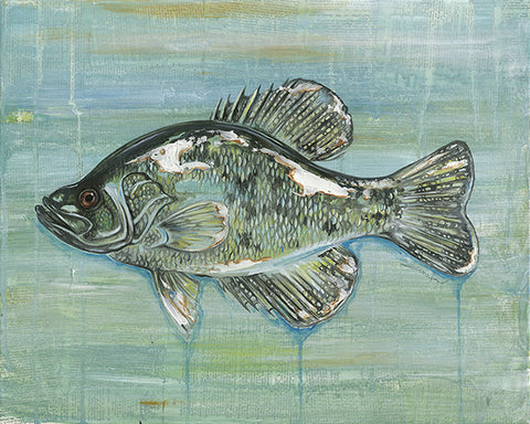 Crappie